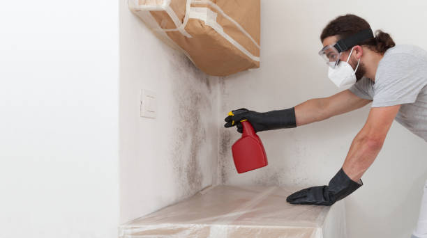 Professional Mold Remediation technician working in Evanston, IL